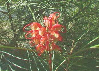 grevillea