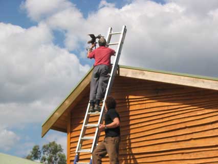 setting diggles free