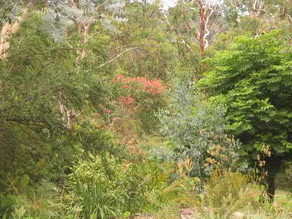 flowering gum