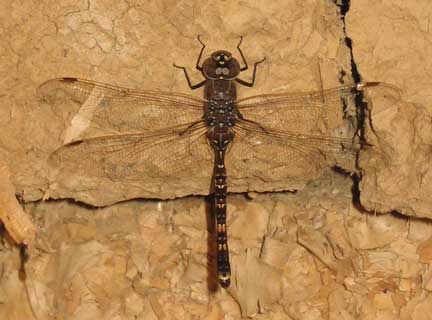dragonfly on mud brick