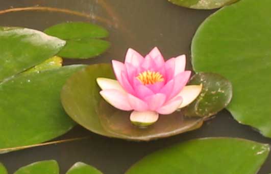 pink waterlily