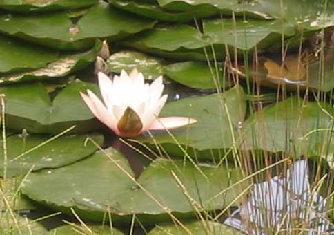 white waterlily