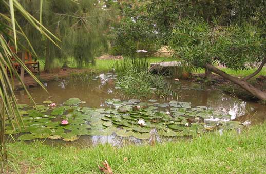 waterlilies in pond